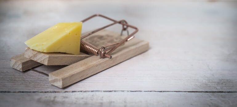 Komad žutog sira postavljen na drvenu mišolovku na svetloj površini, kao primer šta je deratizacija i kako se koriste mehaničke metode kontrole glodara.