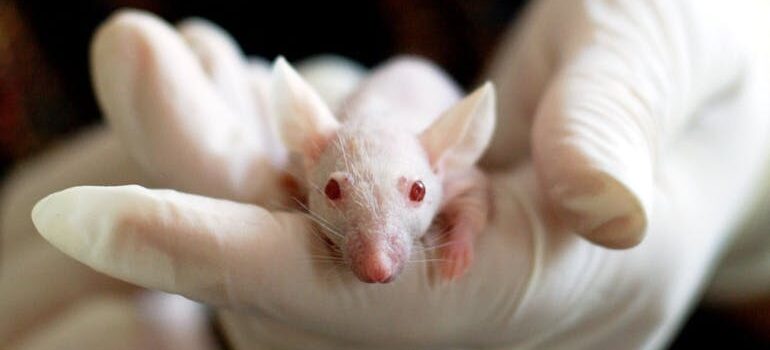 A gloved hand holds a small, hairless pink mouse with red eyes, showcasing it against a blurred background.