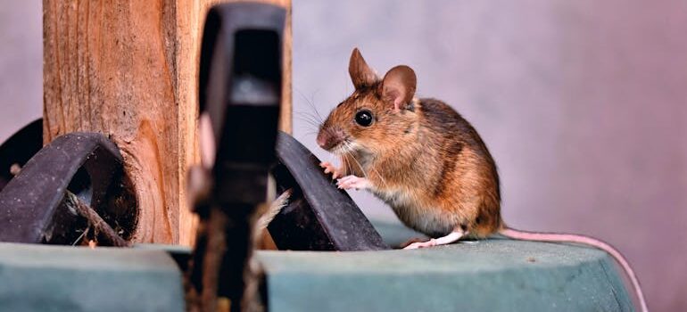 Mali smeđi miš stoji na zelenom predmetu pored drvenog stuba i istražuje okolinu, ilustracija teme sta je deratizacija.